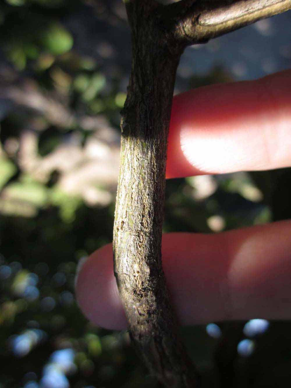              Second - third year twig (Winter Haven, FL)       